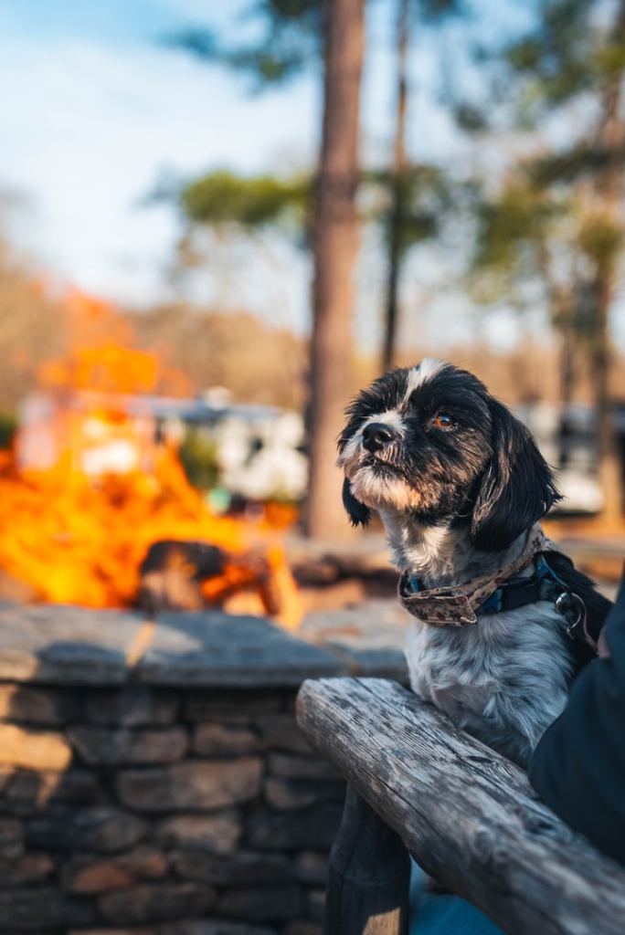 A puppy sitting by a camp fire at Kids playing at the playground at Base Camp